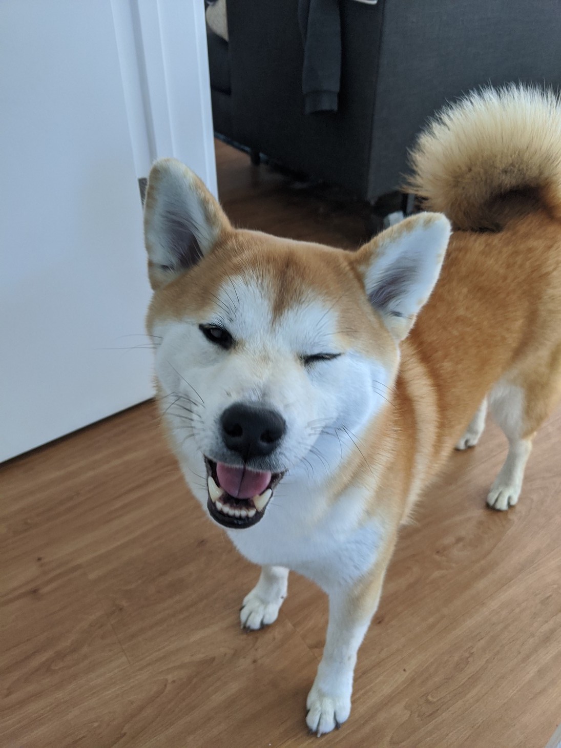 A shiba inu - this wink is for you